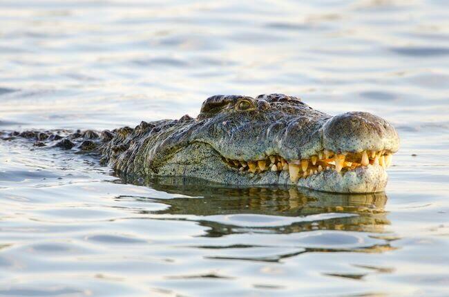 Buaya Australia Seberangi Lautan, Lalu Berkonflik dengan Warga NTT