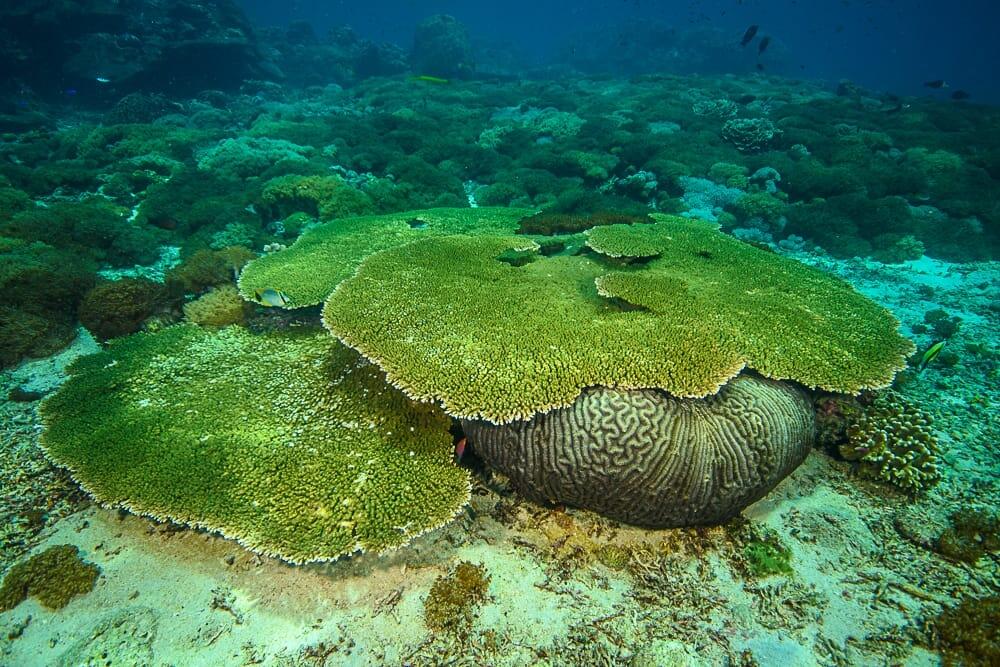 Damaika Table Coral, Penyumbang Oksigen Bumi di Dasar Laut Indonesia