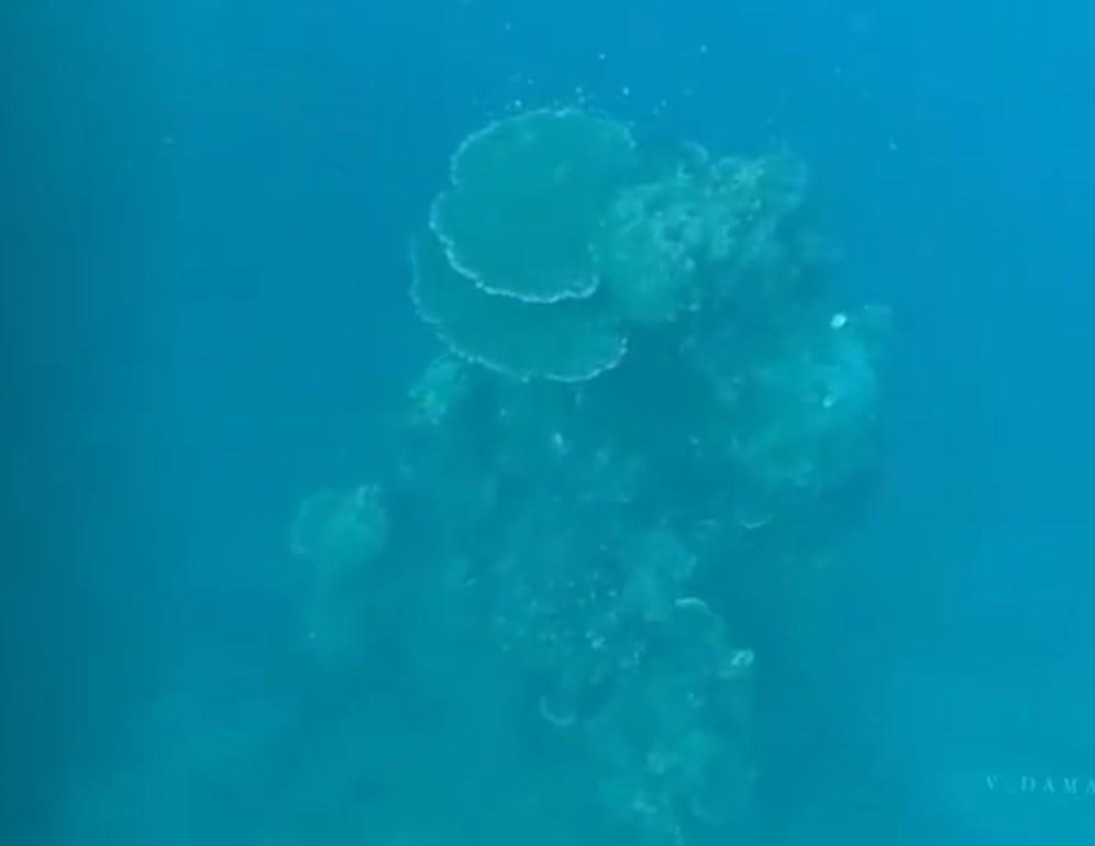 Damaika Table Coral, Penyumbang Oksigen Bumi di Dasar Laut Indonesia