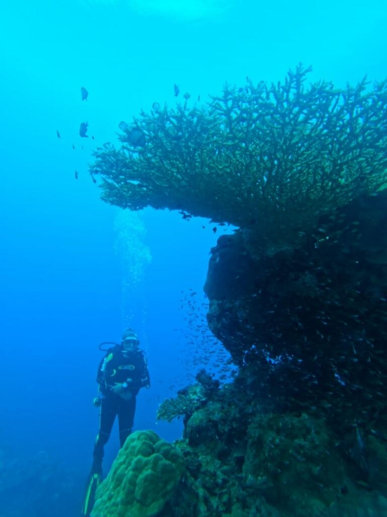 Damaika Table Coral, Penyumbang Oksigen Bumi di Dasar Laut Indonesia