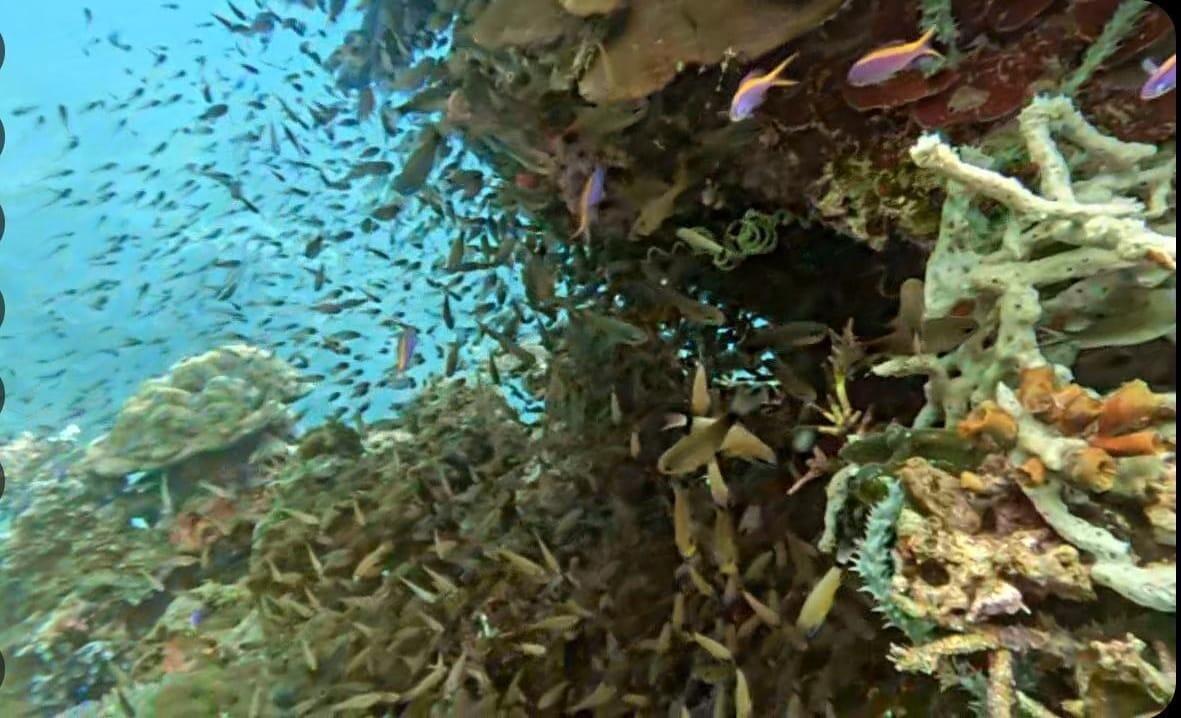Damaika Table Coral, Penyumbang Oksigen Bumi di Dasar Laut Indonesia