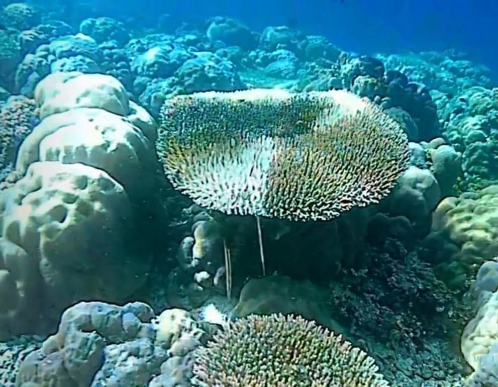 Menggugat Kematian di Dasar Laut: Terumbu Karang yang Rusak dan Mengalami Bleaching