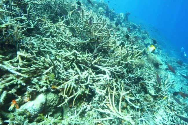 Menggugat Kematian di Dasar Laut: Terumbu Karang yang Rusak dan Mengalami Bleaching