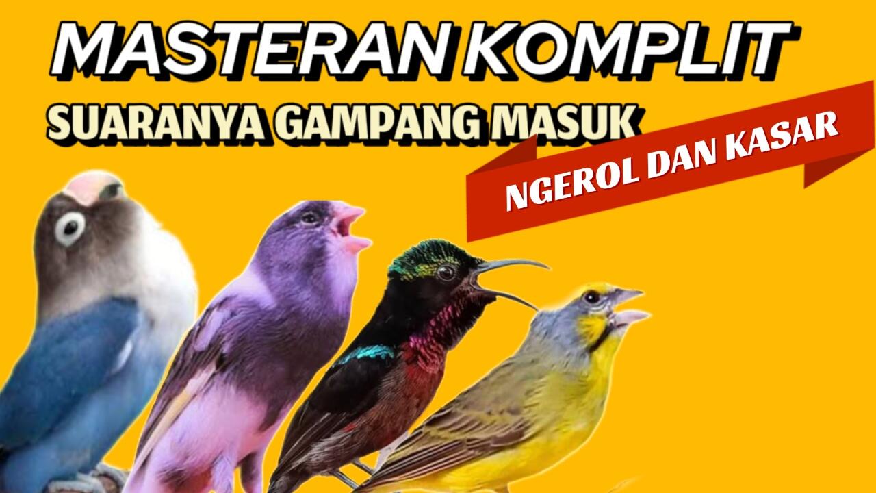 Masteran Kombinasi Lovebird Kenari Konin Mozambik Roll Tembak Suara Jernih