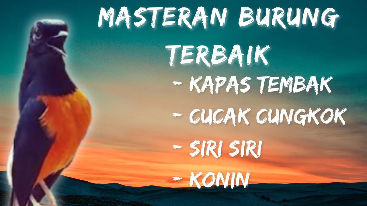 Masteran Full Isian Kapas Tembak Cucak Cungkok Siri siri Dan Konin Suara Jernih