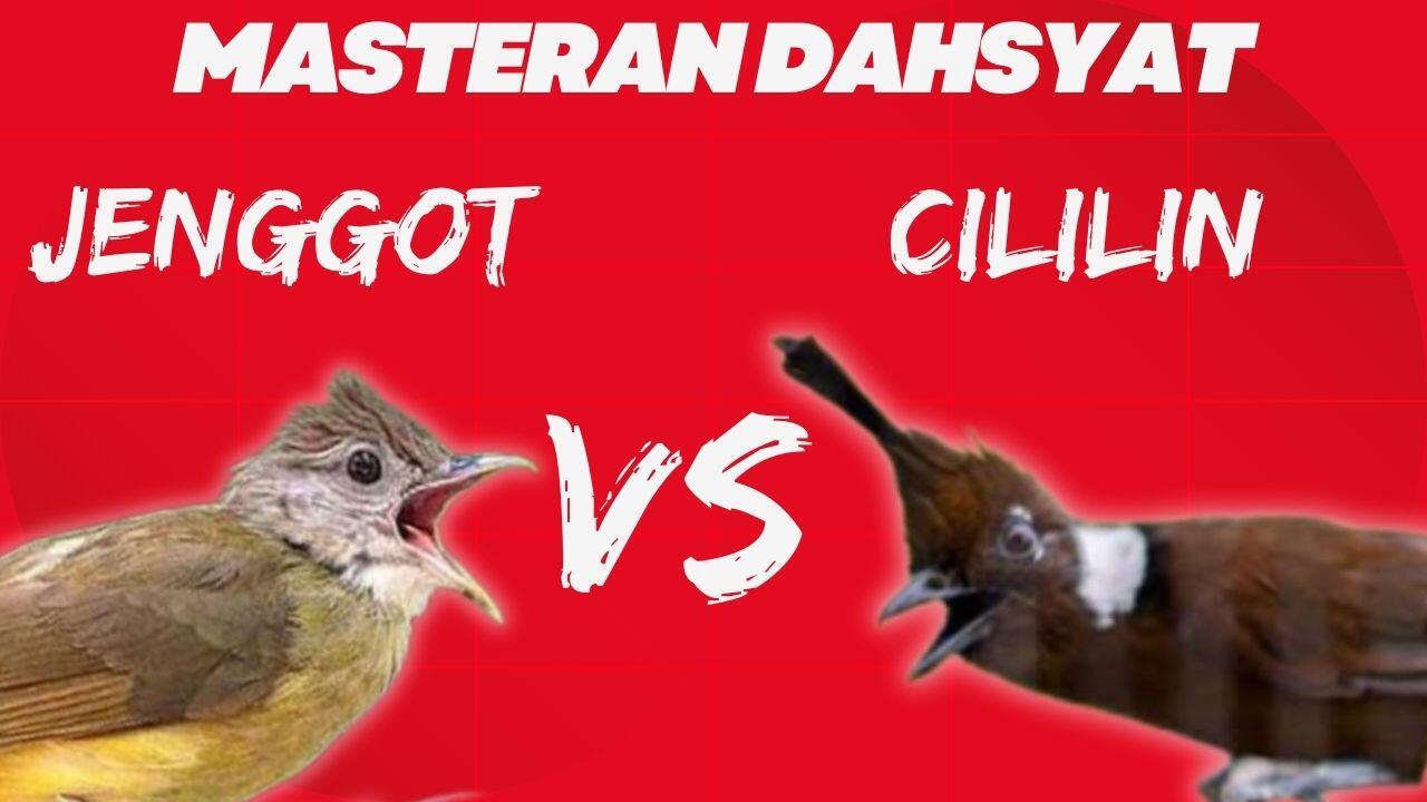 Masteran Cucak Jenggot Vs Cililin