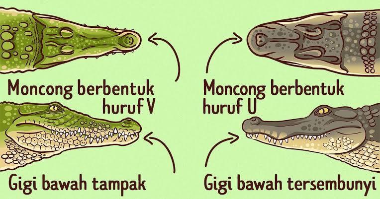 Serupa Tapi Tak Sama, Inilah Perbedaan Antara Buaya dan Aligator!!!