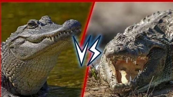 Serupa Tapi Tak Sama, Inilah Perbedaan Antara Buaya dan Aligator!!!