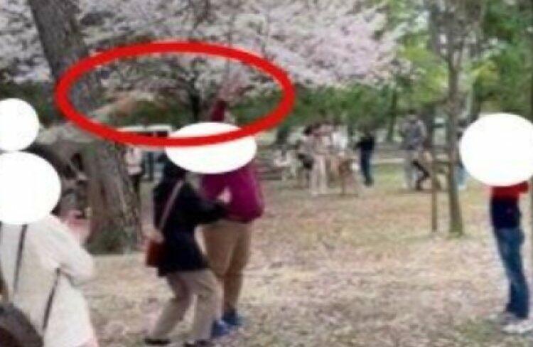 Viral Turis Asal Indonesia Diduga Merontokkan Bunga Sakura di Jepang Tuai Kecaman!