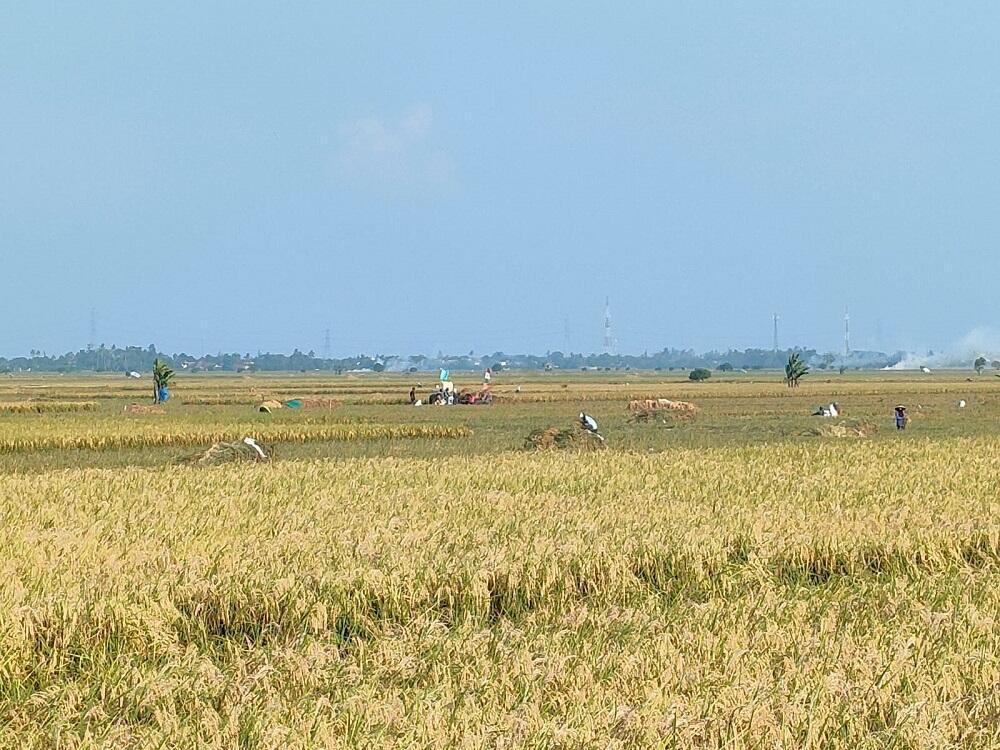 Dijual Tanah Sawah Yang Super Produktif 5,5 Hektar di Jayakerta Karawang