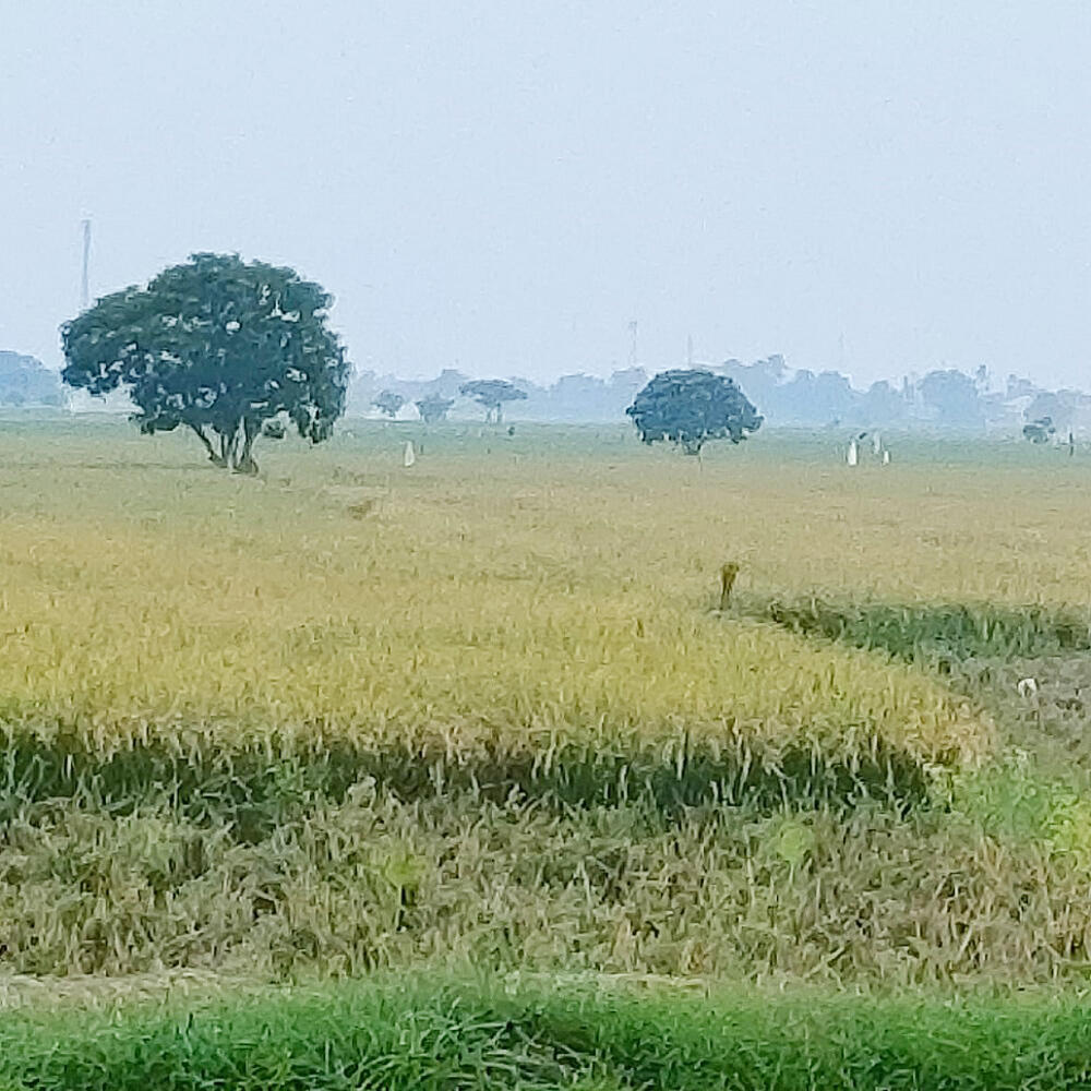 Dijual Tanah Sawah Yang Super Produktif 5,5 Hektar di Jayakerta Karawang