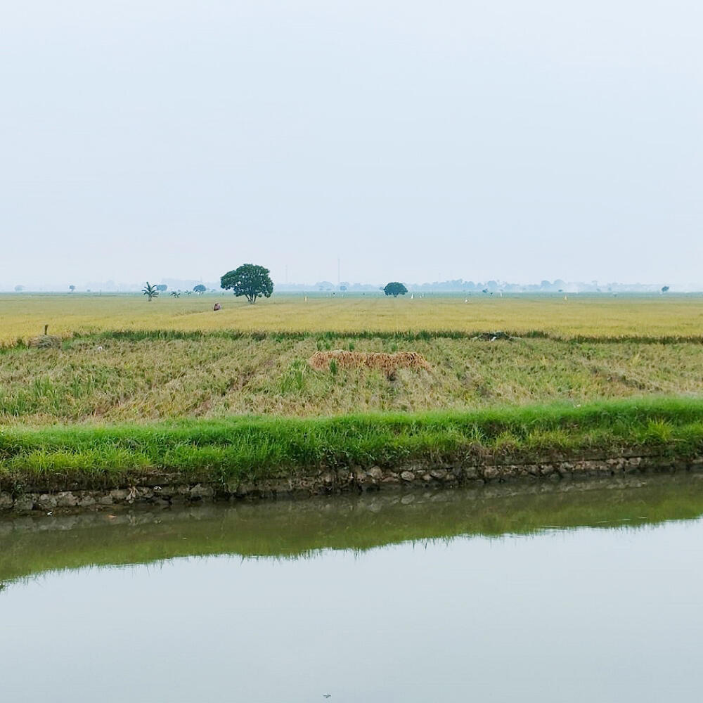 Dijual Tanah Sawah Yang Super Produktif 5,5 Hektar di Jayakerta Karawang