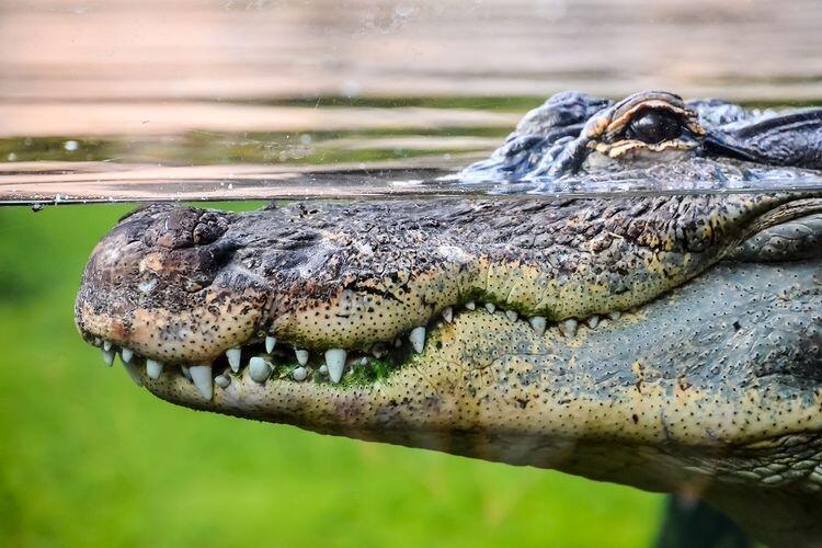 Meninju Buaya demi Selamatkan Saudara, Wanita Ini Terima Penghargaan Raja Inggris

