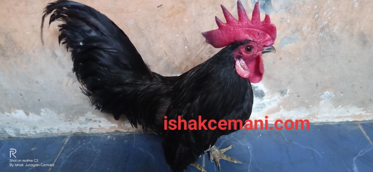 Ayam Kate Hitam Cemani Yang Unik Dan Langka !!! Wajib Baca Diskripsi Ya Nyet