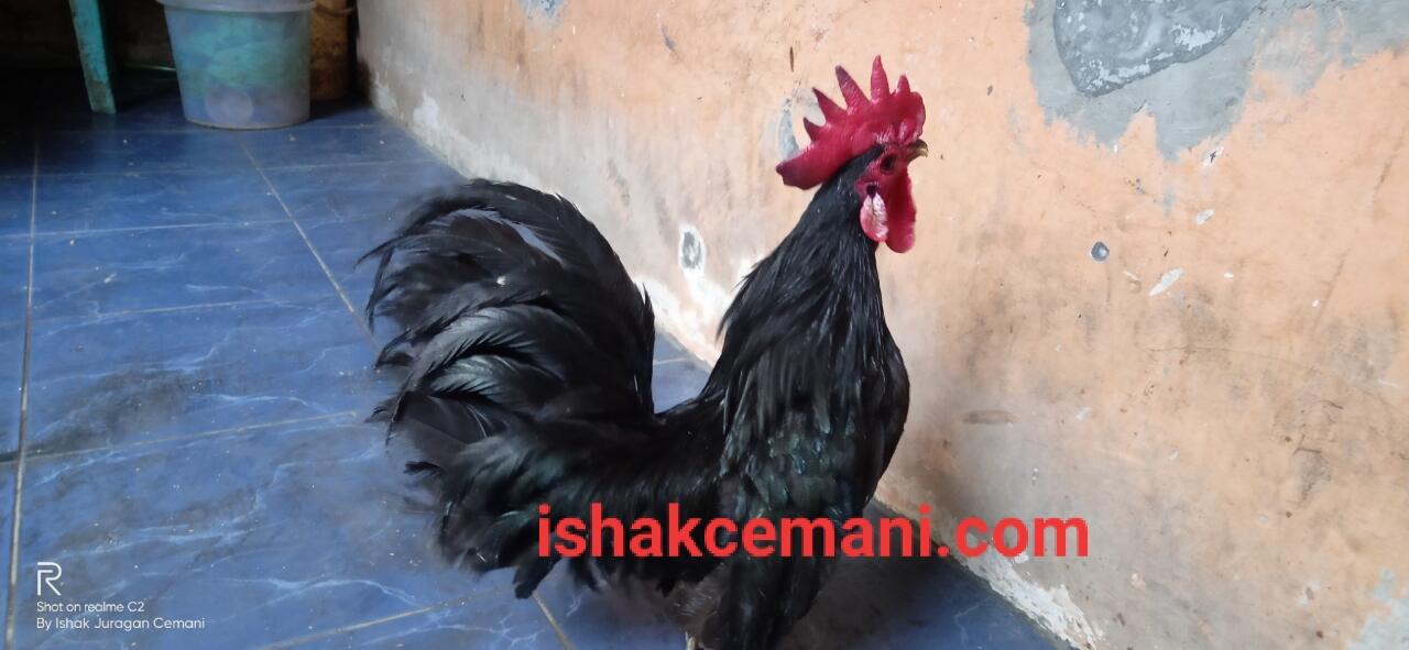 Ayam Kate Hitam Cemani Yang Unik Dan Langka !!! Wajib Baca Diskripsi Ya Nyet