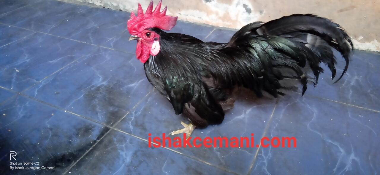 Ayam Kate Hitam Cemani Yang Unik Dan Langka !!! Wajib Baca Diskripsi Ya Nyet