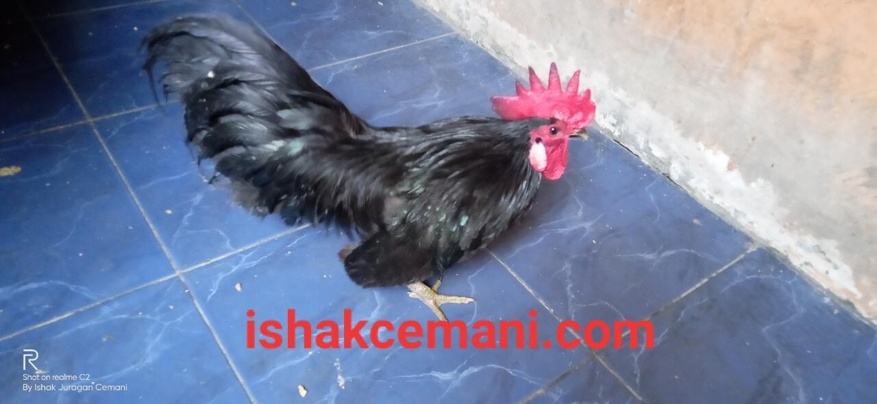 Ayam Kate Hitam Cemani Yang Unik Dan Langka !!! Wajib Baca Diskripsi Ya Nyet