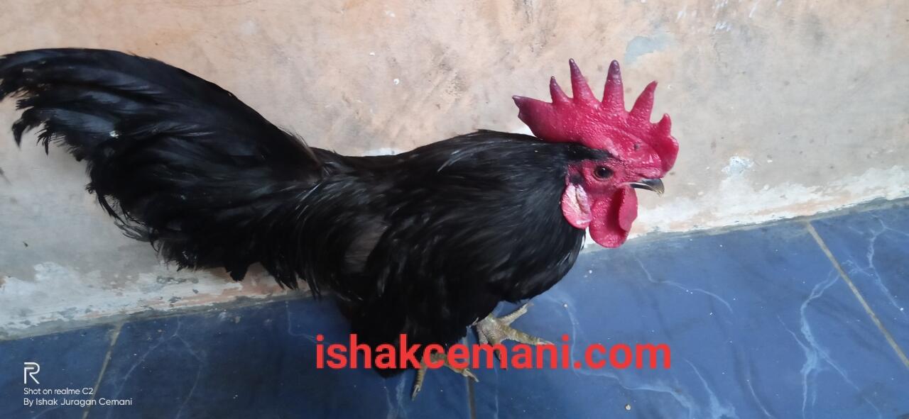 Ayam Kate Hitam Cemani Yang Unik Dan Langka !!! Wajib Baca Diskripsi Ya Nyet