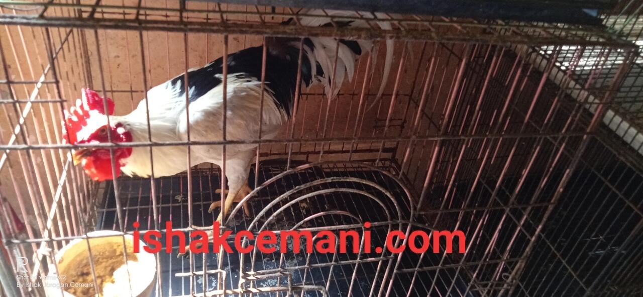 Ayam Tulak Jantan Istimewa Limited Edition !!! Wajib Baca Diskripsi