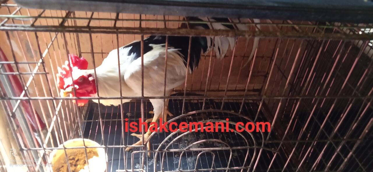 Ayam Tulak Jantan Istimewa Limited Edition !!! Wajib Baca Diskripsi
