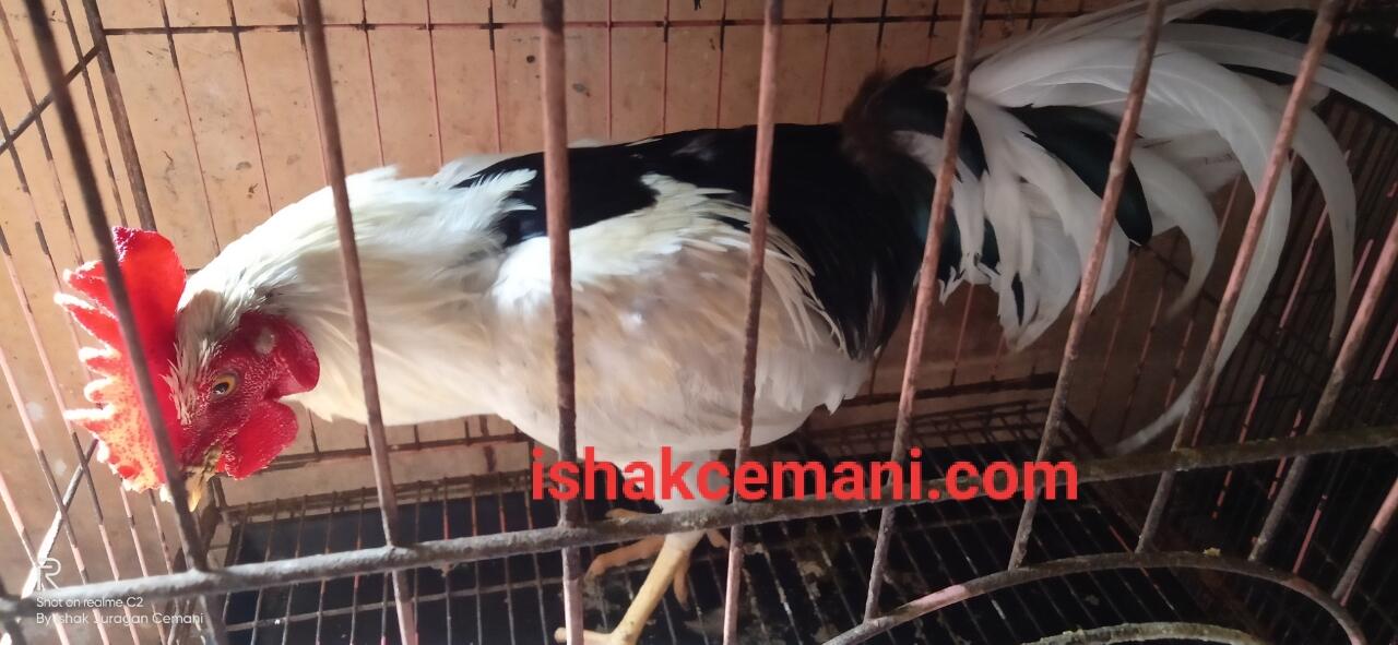 Ayam Tulak Jantan Istimewa Limited Edition !!! Wajib Baca Diskripsi