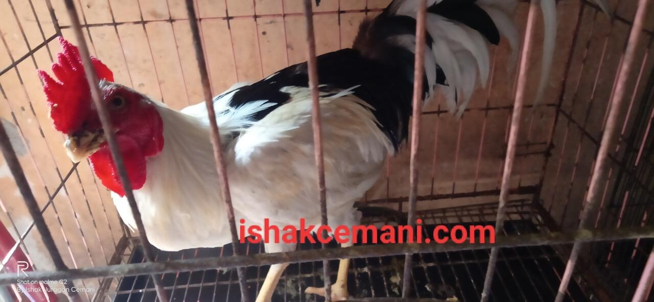 Ayam Tulak Jantan Istimewa Limited Edition !!! Wajib Baca Diskripsi