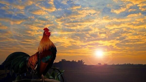 Ayam Adalah Hewan Ternak di RI, sedangkan di Desa Ini Ayam Jadi Hama
