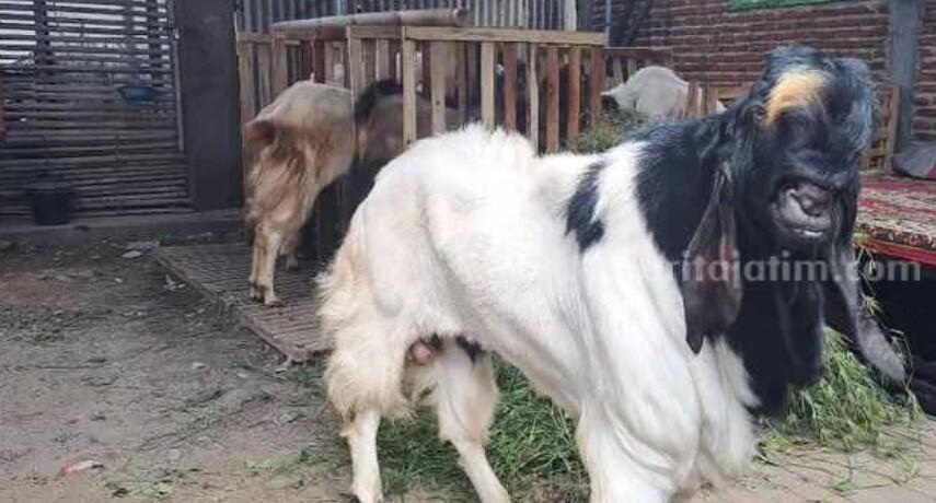 Peternak Kambing di Malang Mulai Kebanjiran Pembeli