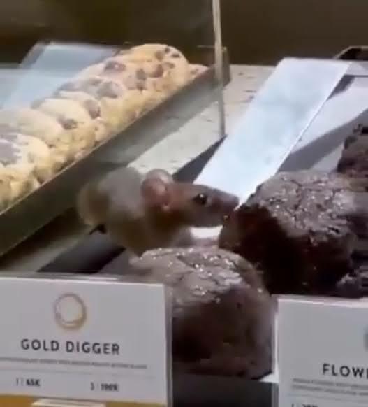 Viral Tikus Gerogoti Roti, Toko Dough Lab di PIK Langsung Ditutup!