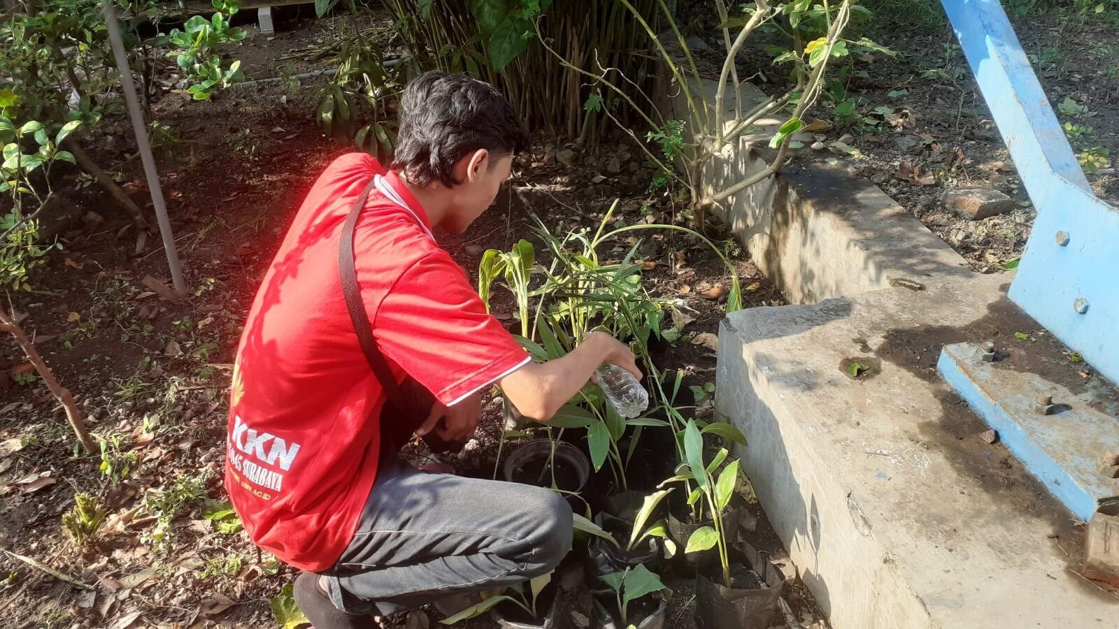 Budi Daya TOGA Di Desa Balongdowo Oleh KKN NR 6 SubKel-10 UNTAG Surabaya