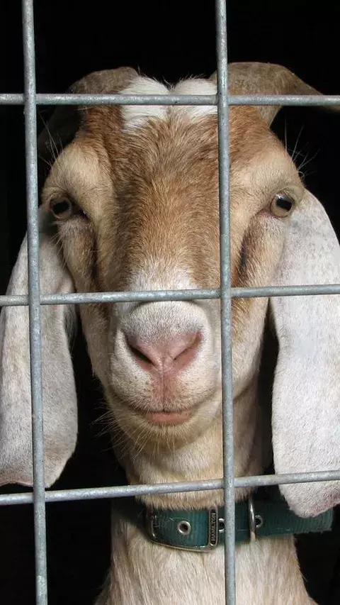 Cara Menghilangkan Bau Daging Kambing agar Tidak Bau, Pakai Bahan yang Alami