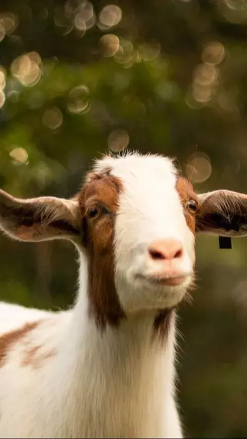 Cara Menghilangkan Bau Daging Kambing agar Tidak Bau, Pakai Bahan yang Alami