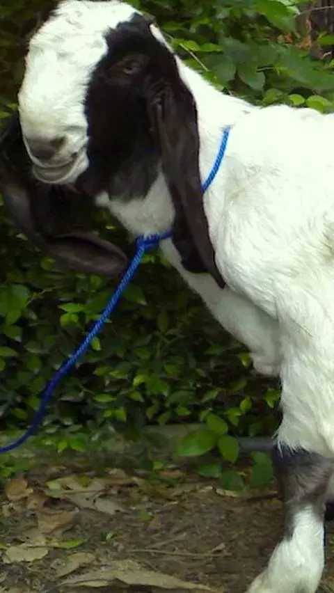 Cara Menghilangkan Bau Daging Kambing agar Tidak Bau, Pakai Bahan yang Alami