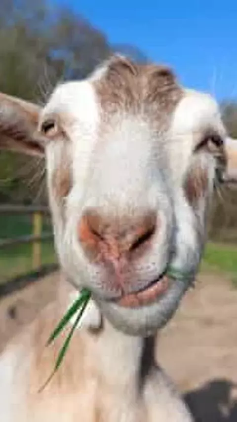 Cara Menghilangkan Bau Daging Kambing agar Tidak Bau, Pakai Bahan yang Alami