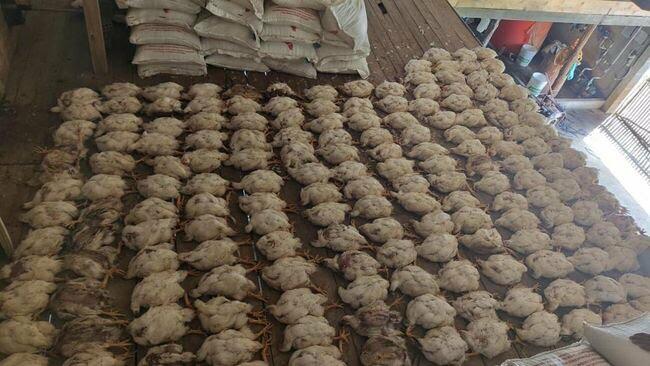 Ratusan Ayam Mati saat Pemadaman Listrik di Ogan Ilir, PLN Hanya Minta Maaf!