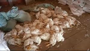 Ratusan Ayam Mati saat Pemadaman Listrik di Ogan Ilir, PLN Hanya Minta Maaf!