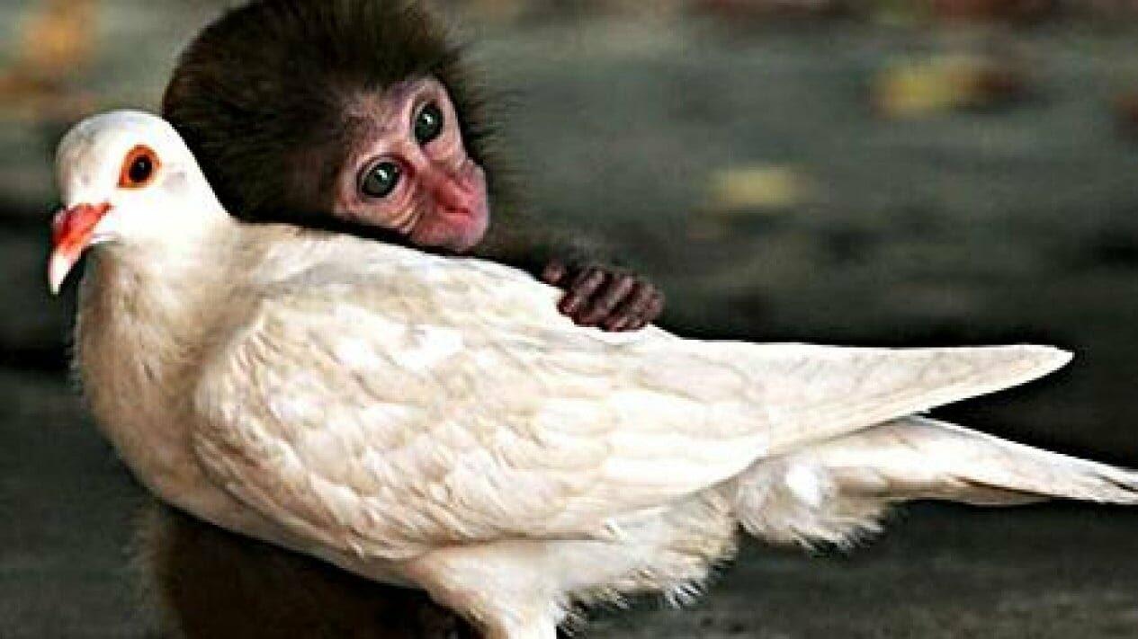 Burung Dara dan Monyet! Kominfo Putus Akses Internet Judi Online Kamboja dan Filipina