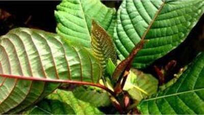 Fakta Daun Kratom yang Belum Banyak Diketahui oleh Orang