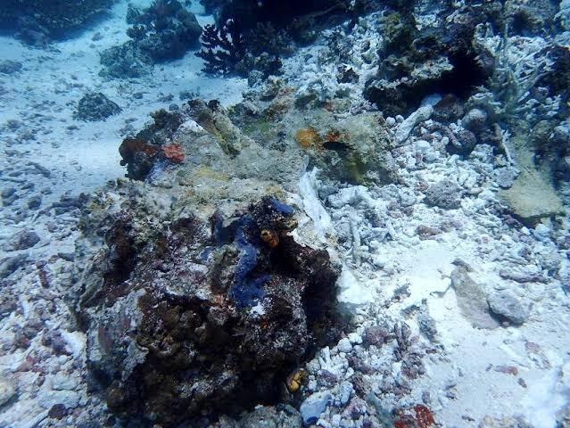 Pengaruh Aktivitas Tambang terhadap Ekosistem Terumbu Karang dan Pesisir Pantai