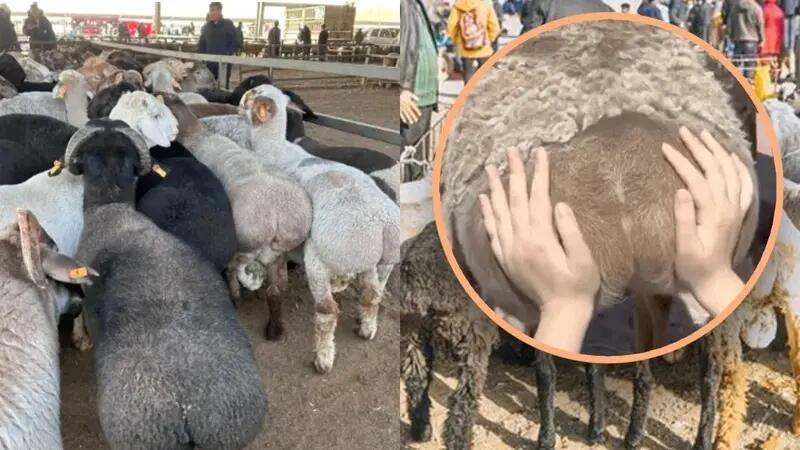 Tren Pegang Pantat Domba, Dipercaya Dapat Menjadi Solusi Healing dan Penghilang Stres