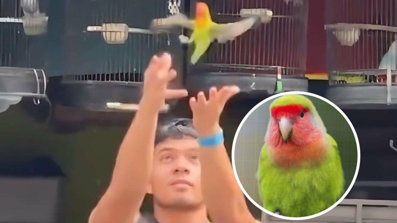 Saaih Halilintar Dihujat Gegara Lepas Burung Lovebird ke Alam Bebas!
