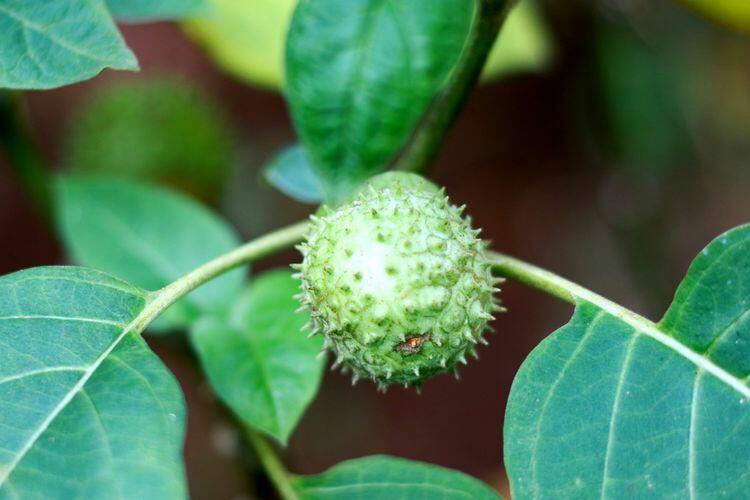 Ngeri! Ternyata masih Ada Warga RI Konsumsi Kecubung, Padahal Buah Mematikan!
