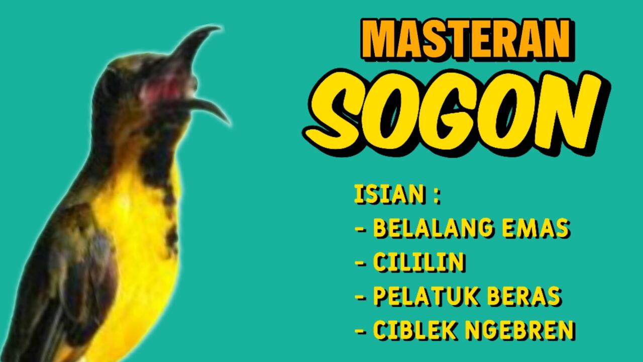 Masteran Sogon Kombinasi Belalang Emas, Cililin, Pelatuk Dan Ciblek