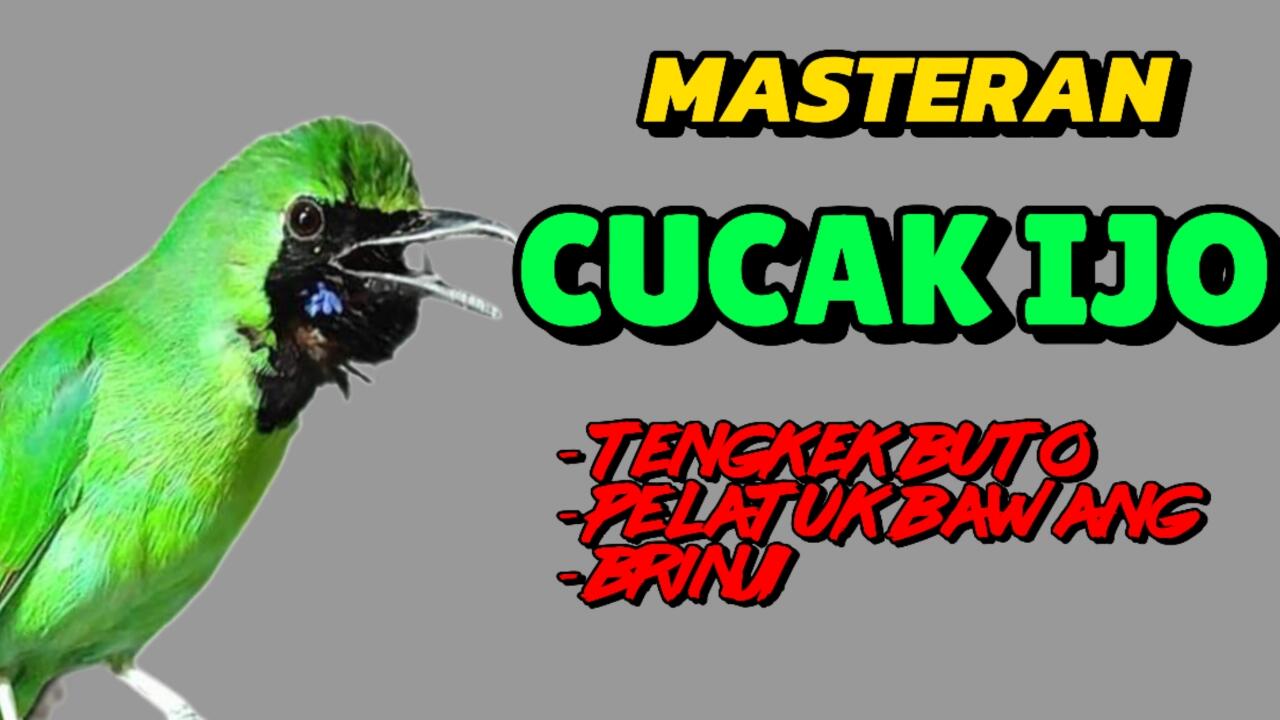 Masteran Cucak Ijo Kombinasi Tengkek Buto - Pelatuk Bawang - Brinji