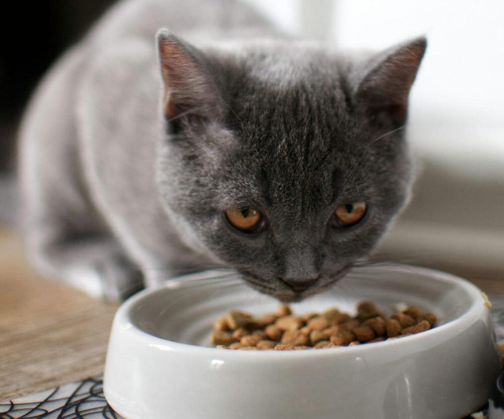 Kenapa Kucing Menatap Kita Lama bahkan Tanpa Berkedip?