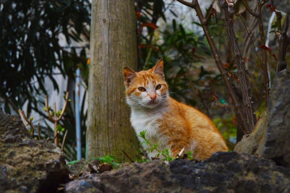 Kenapa Kucing Menatap Kita Lama bahkan Tanpa Berkedip?