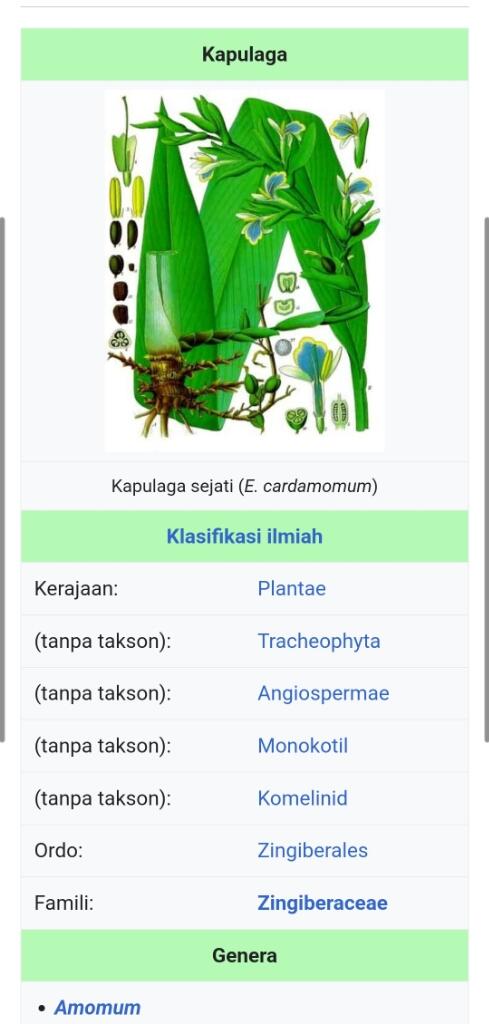 Mengenal Lebih Dekat Kapulaga: Rempah Khas Nusantara