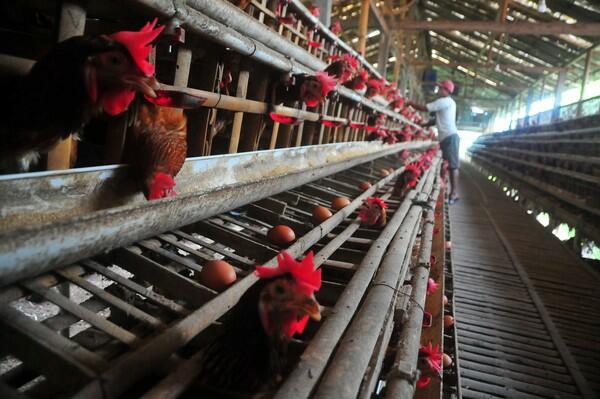 Daripada Saling Bunuh, Beginilah Teka-teki Ayam atau Telur Dulu Menurut Sains!