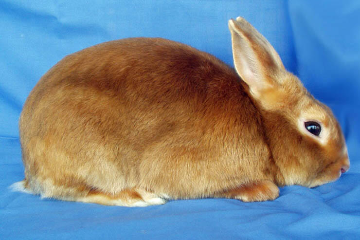 Tularemia, Penyakit Berbahaya Yang Ditularkan Oleh Kelinci