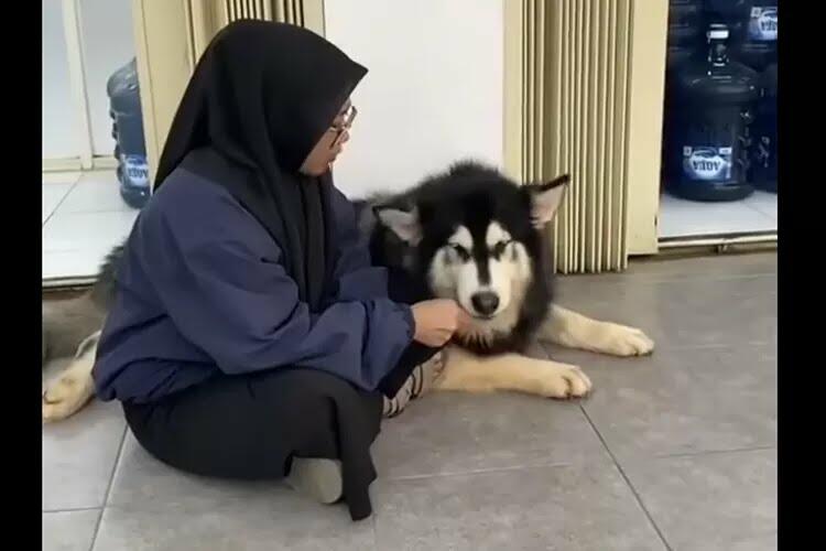 Bawa Anjing ke Minimarket, Wanita Berhijab Ini Tuai Hujatan Netizen! Apa Salahnya?